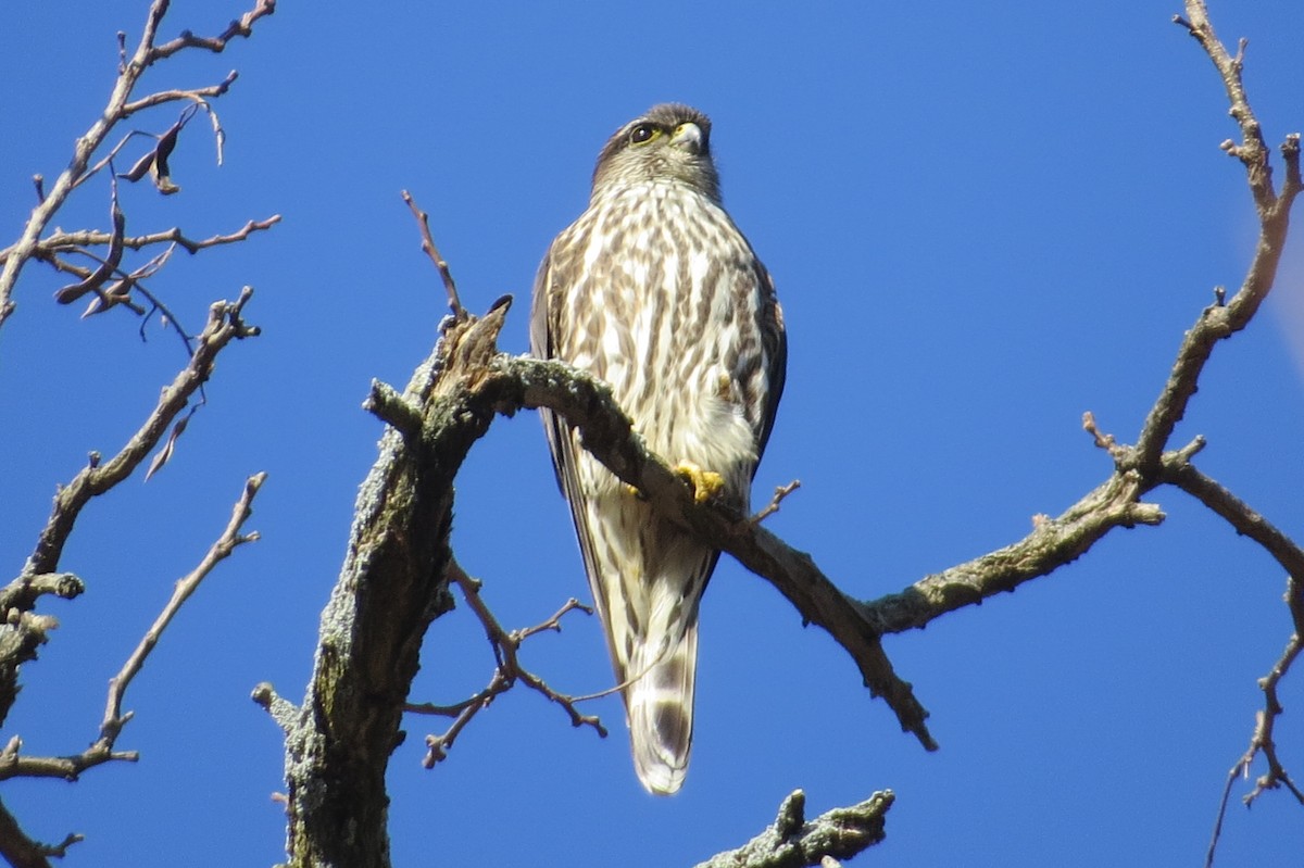 Merlin - ML318855011