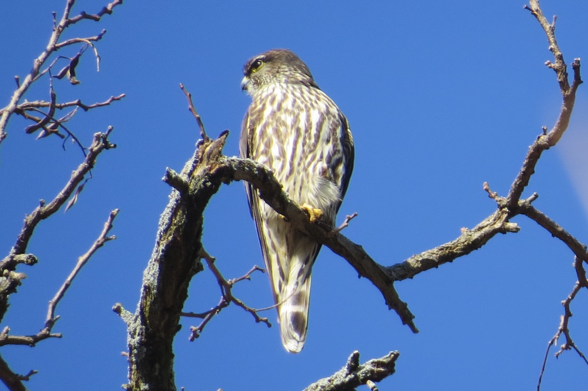 Merlin - ML318855021