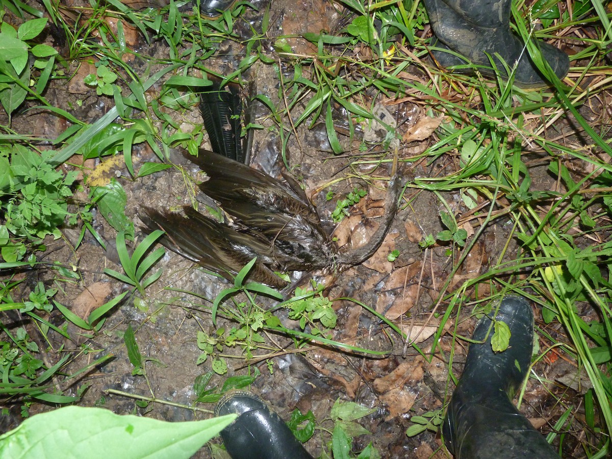 anhinga americká - ML31885791