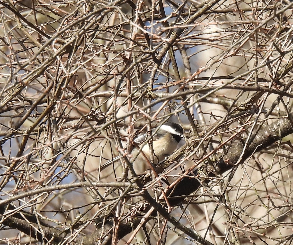 Black-capped Chickadee - Dennis Utterback