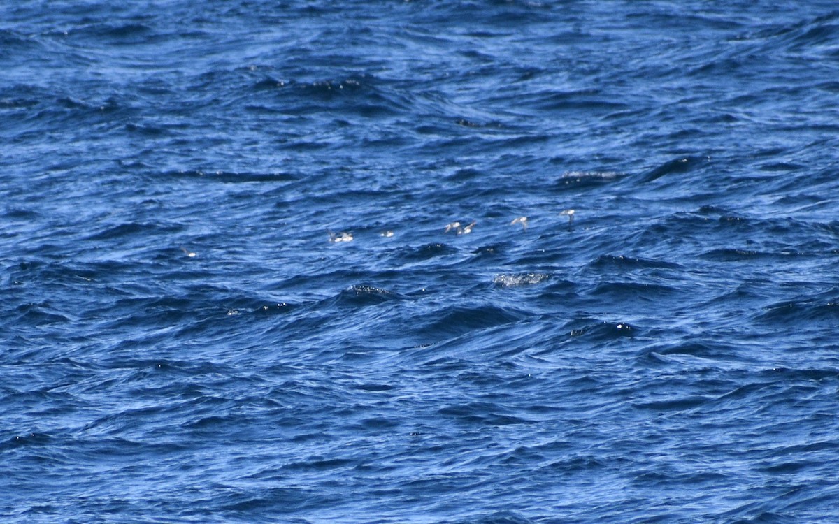 Улаан сэлээхэй - ML318859451