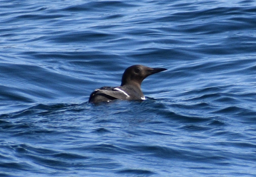 Common Murre - ML318859511