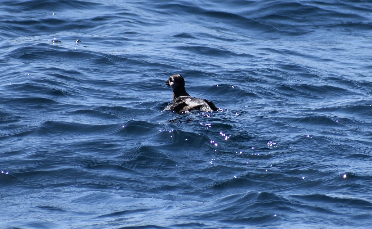 Atlantic Puffin - ML318859791