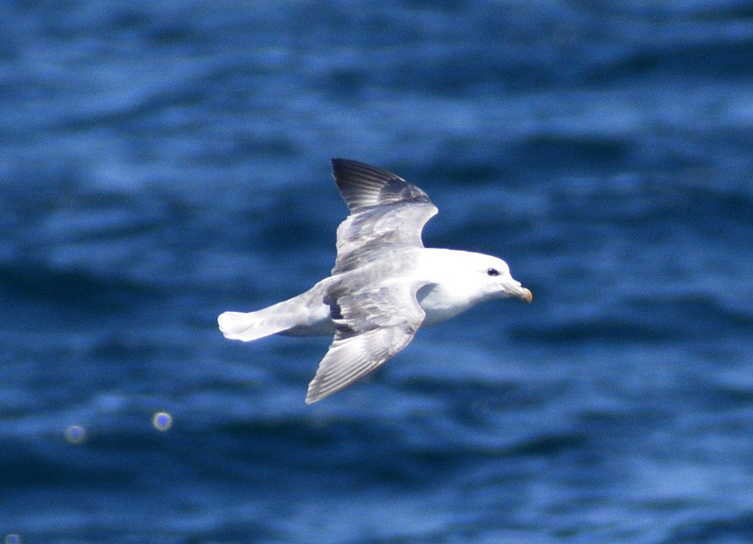 Northern Fulmar - ML318859861
