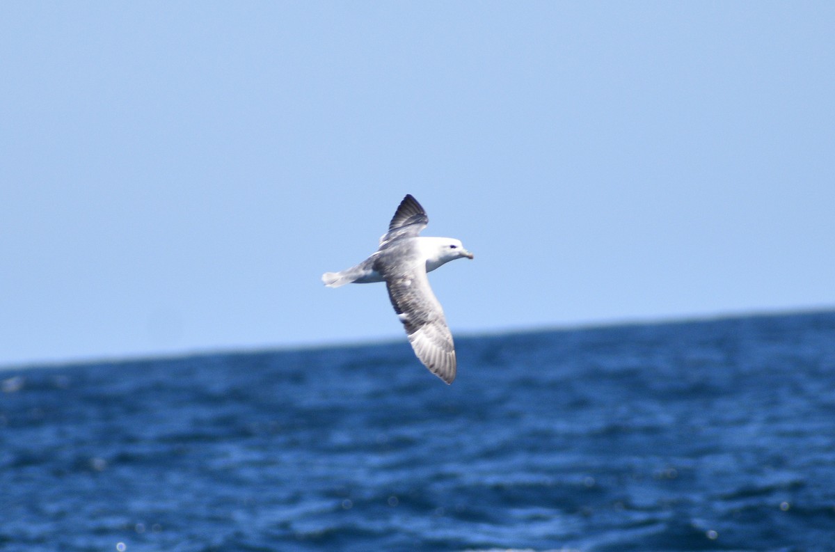 Northern Fulmar - ML318859931