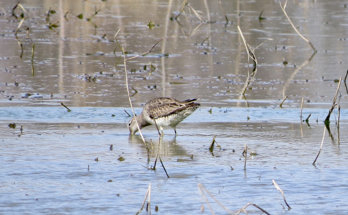 Tundraschlammläufer - ML318860101