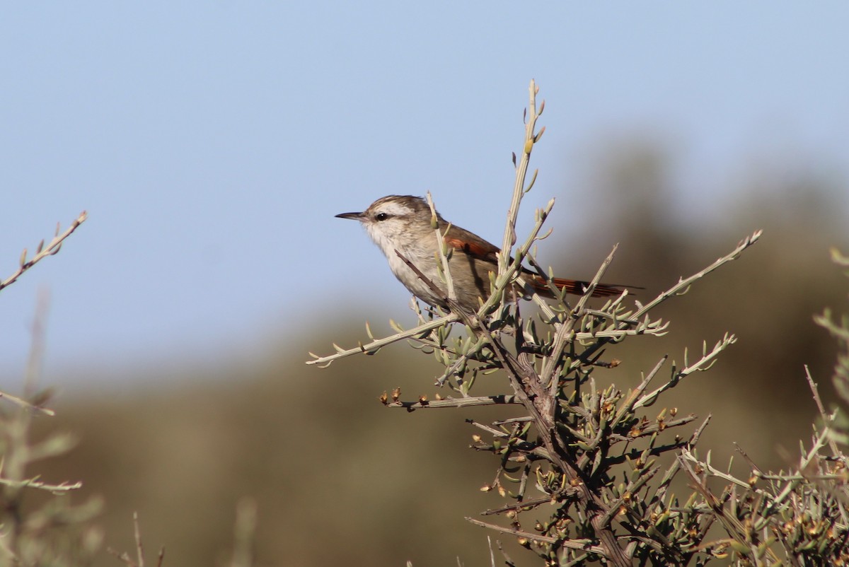 Stripe-crowned Spinetail - ML318860501