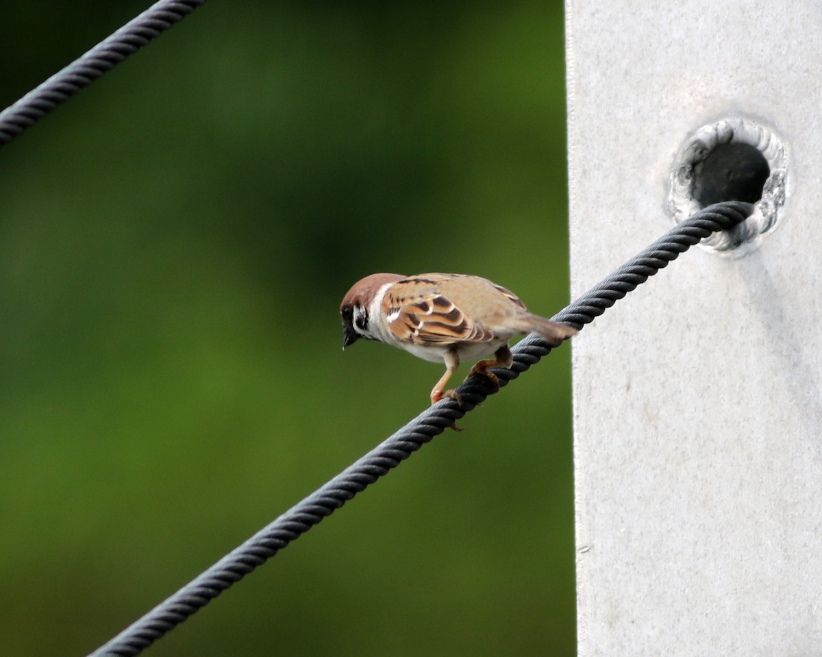 Eurasian Tree Sparrow - ML318860981