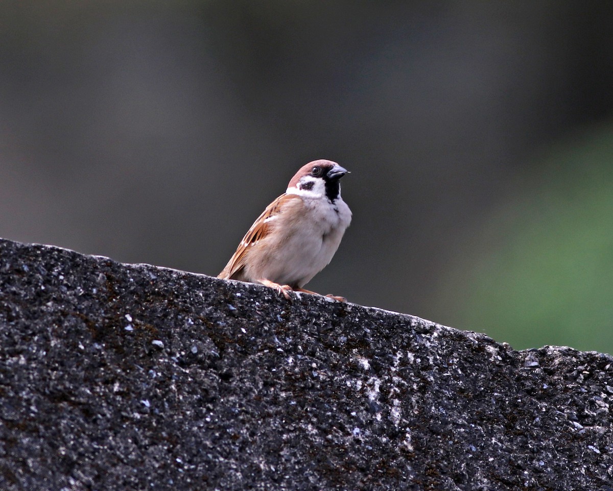 Eurasian Tree Sparrow - ML318860991