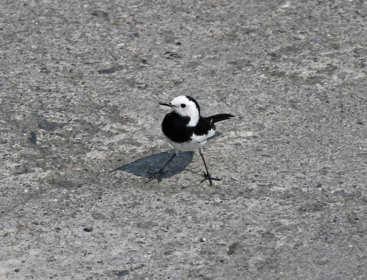 White Wagtail - ML318861051