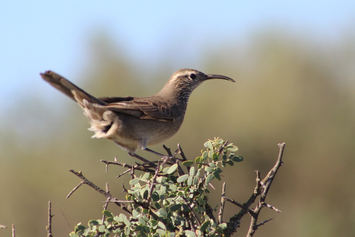 Scale-throated Earthcreeper - Marcos de Larminat