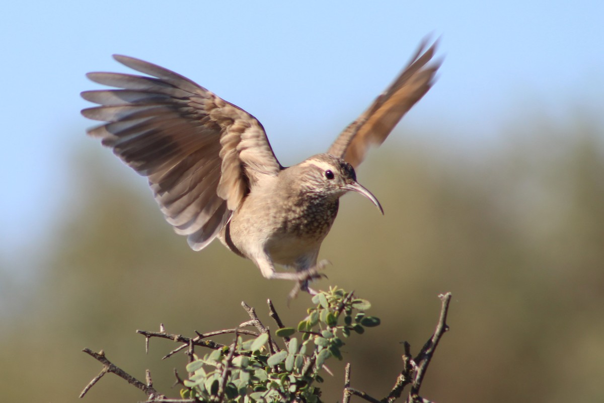 Scale-throated Earthcreeper - Marcos de Larminat