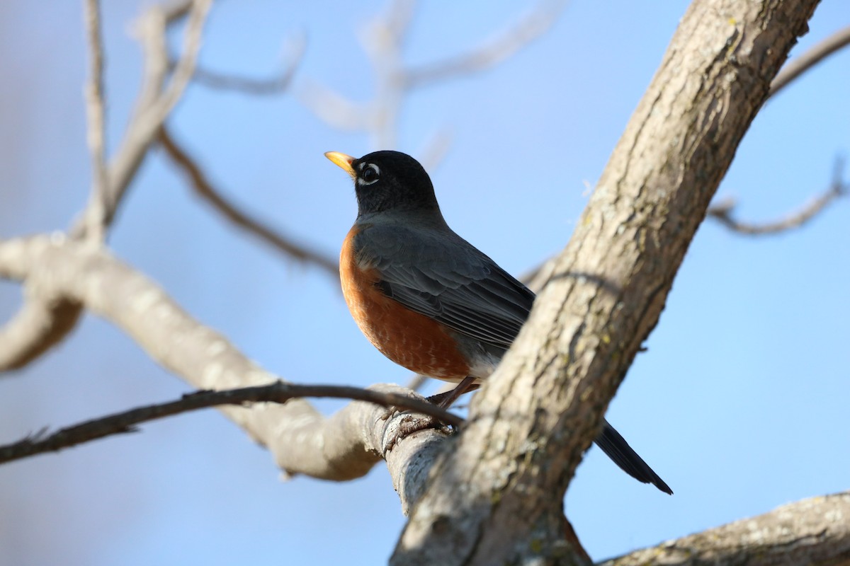 American Robin - ML318862181