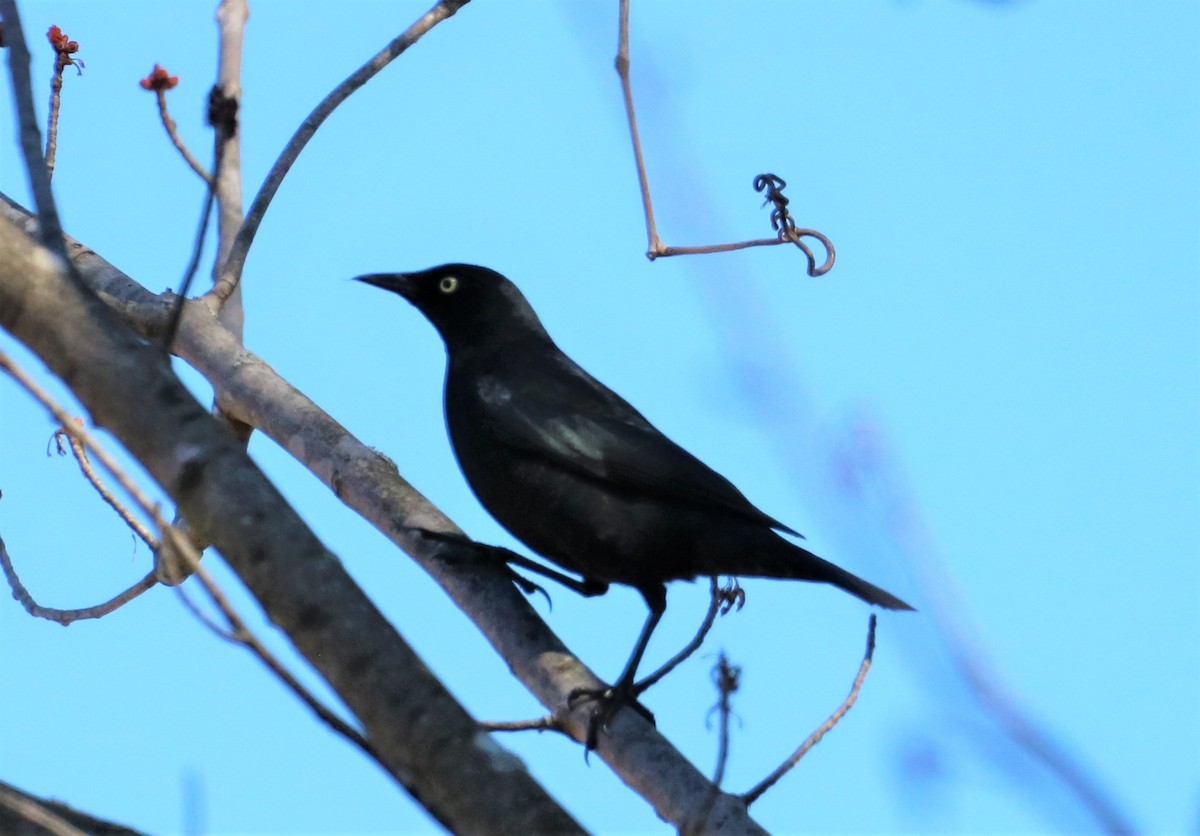 Rusty Blackbird - ML318862241