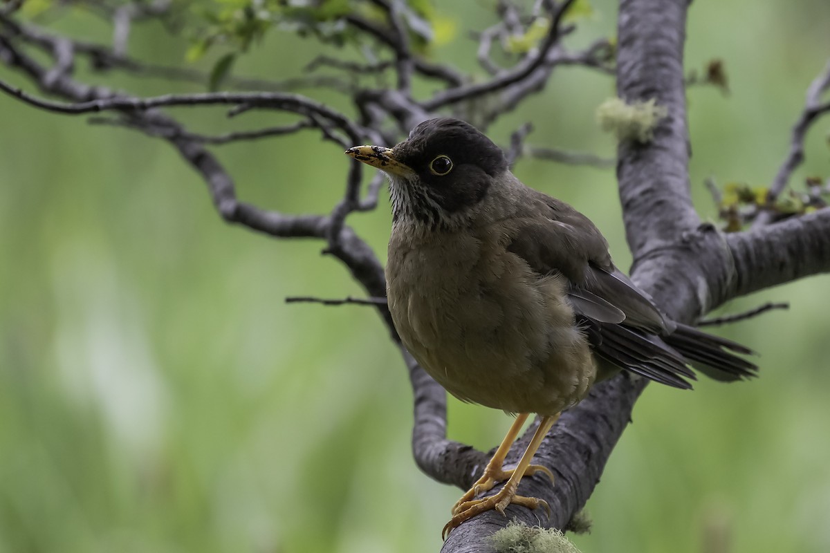 Austral Thrush - ML318863781