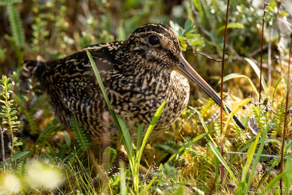 Fuegian Snipe - Victor Raimilla