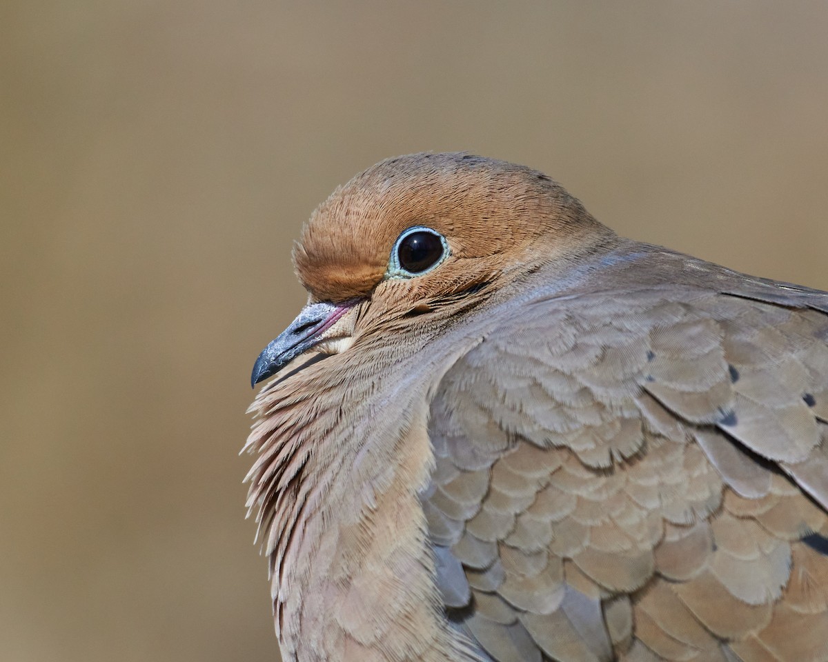 Mourning Dove - ML318868321