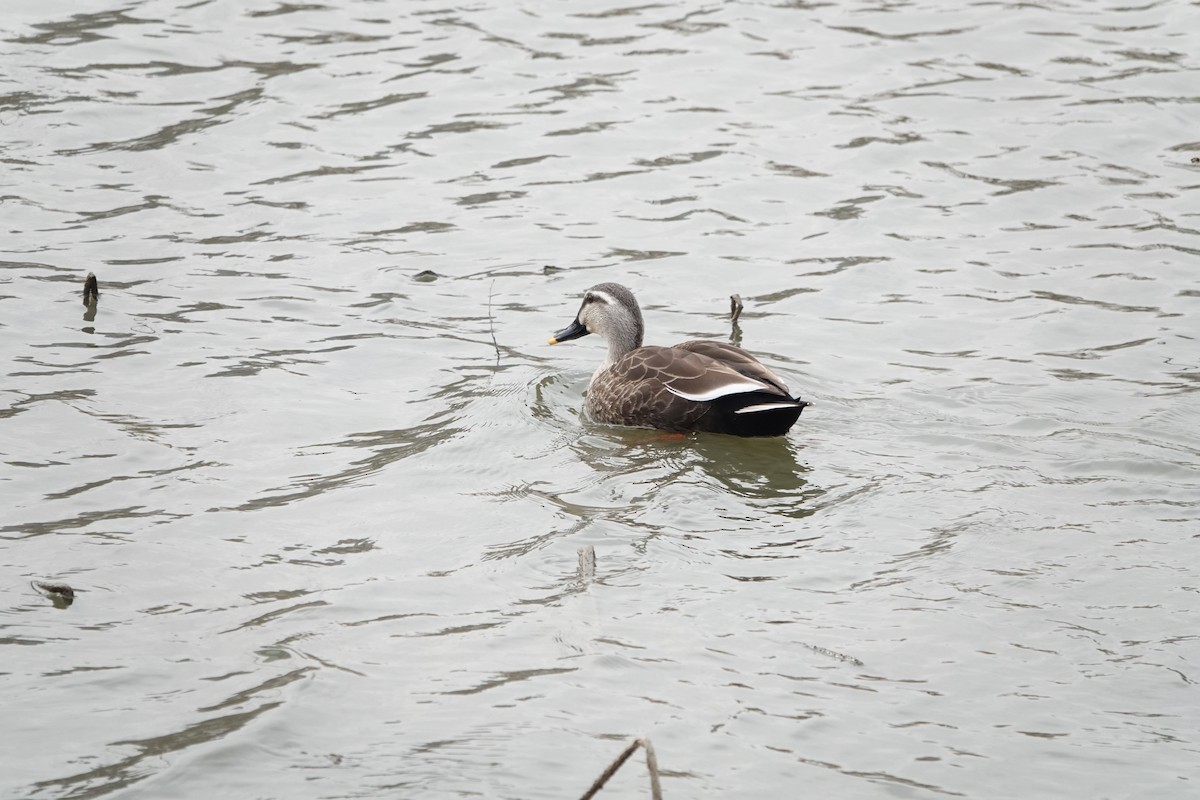 Eastern Spot-billed Duck - ML318868521