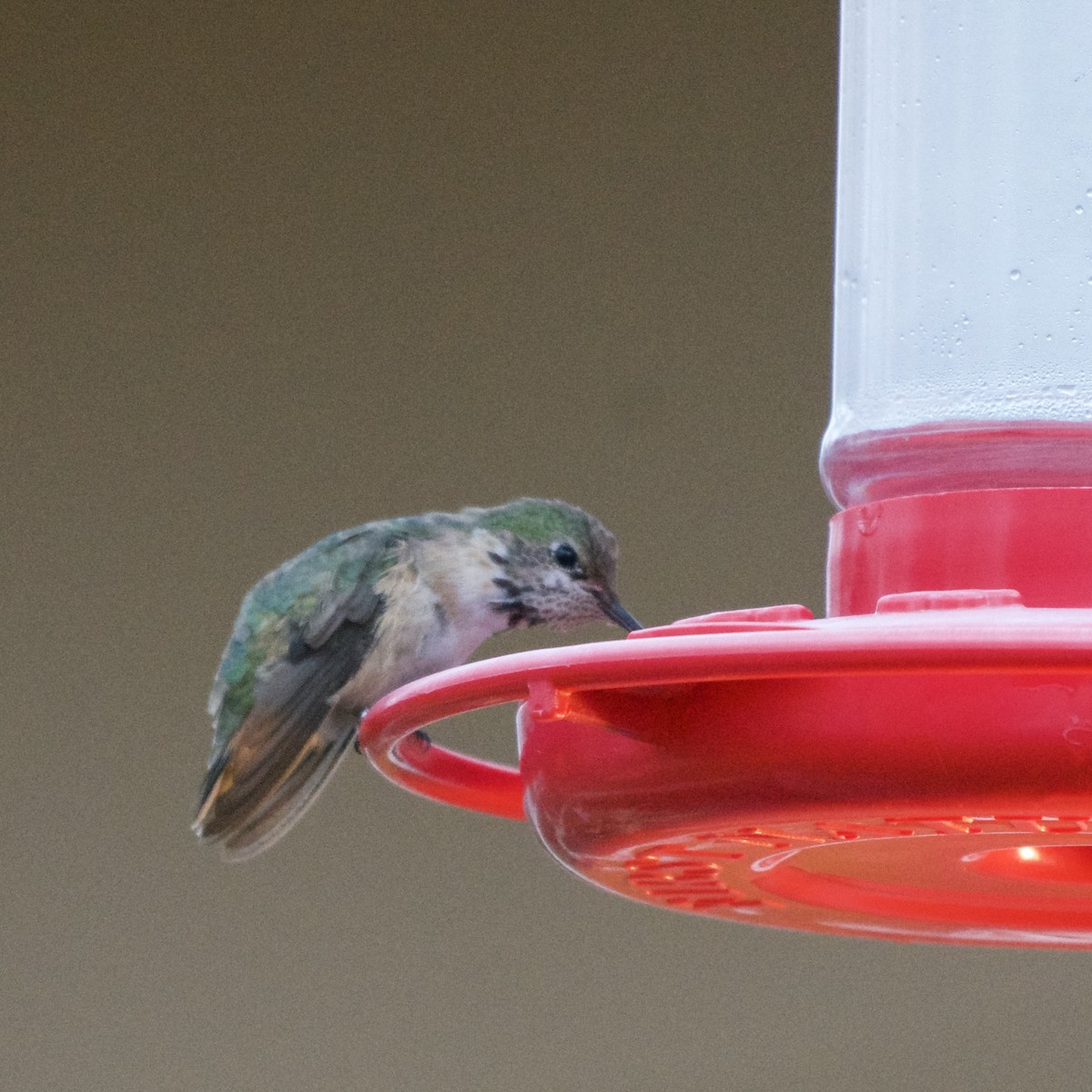 Calliope Hummingbird - Diane Nastase