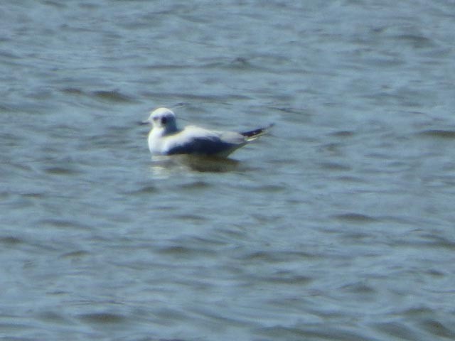 Bonaparte's Gull - ML318870331