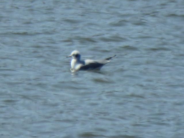 Bonaparte's Gull - ML318870341