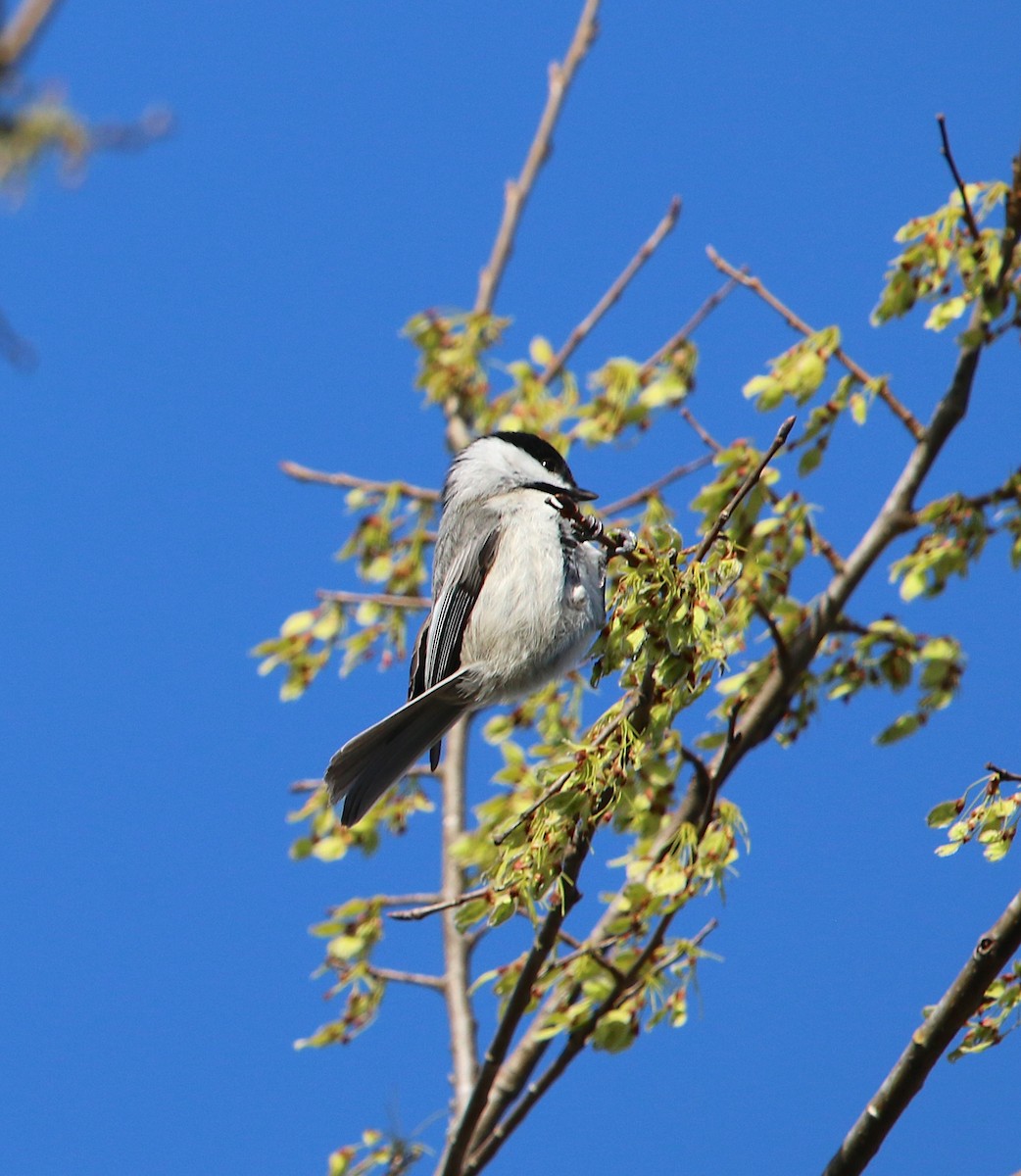 Carolina Chickadee - ML318870551
