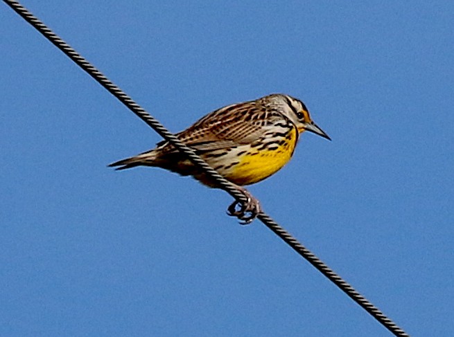 Eastern Meadowlark - ML318870981