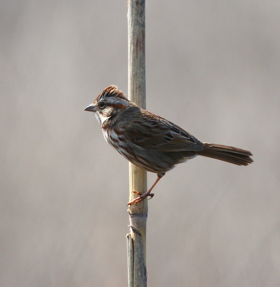 Song Sparrow - ML318871021