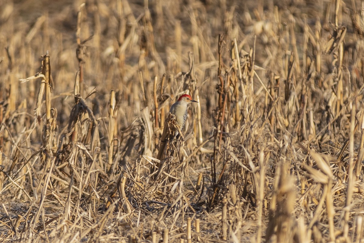 Red-bellied Woodpecker - Adam Farid