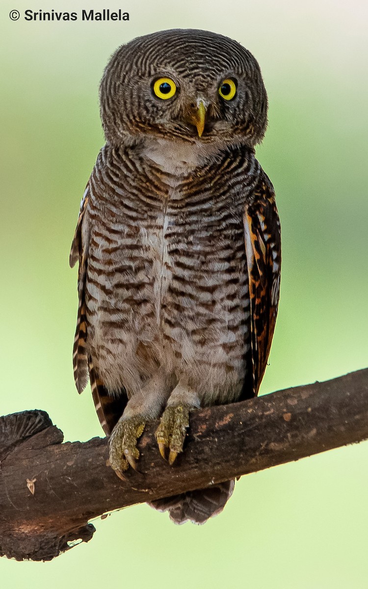 Jungle Owlet - Srinivas Mallela