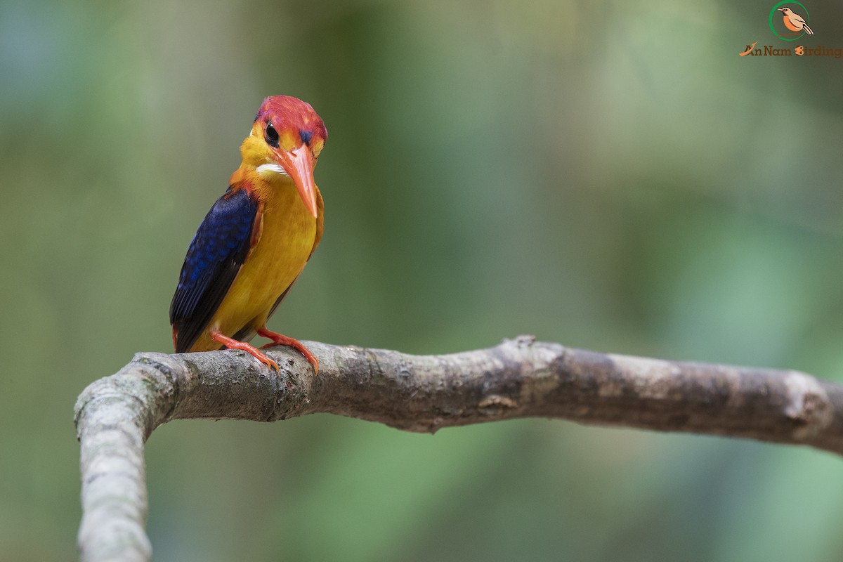 Black-backed Dwarf-Kingfisher - Dinh Thinh