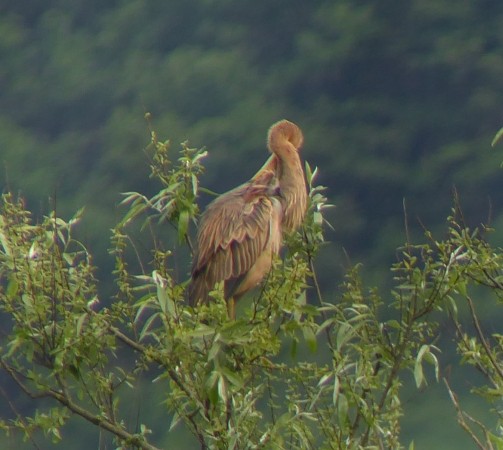 Purple Heron - ML318878341