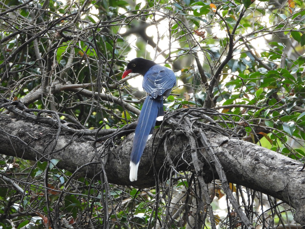 Taiwan Blue-Magpie - ML318878461