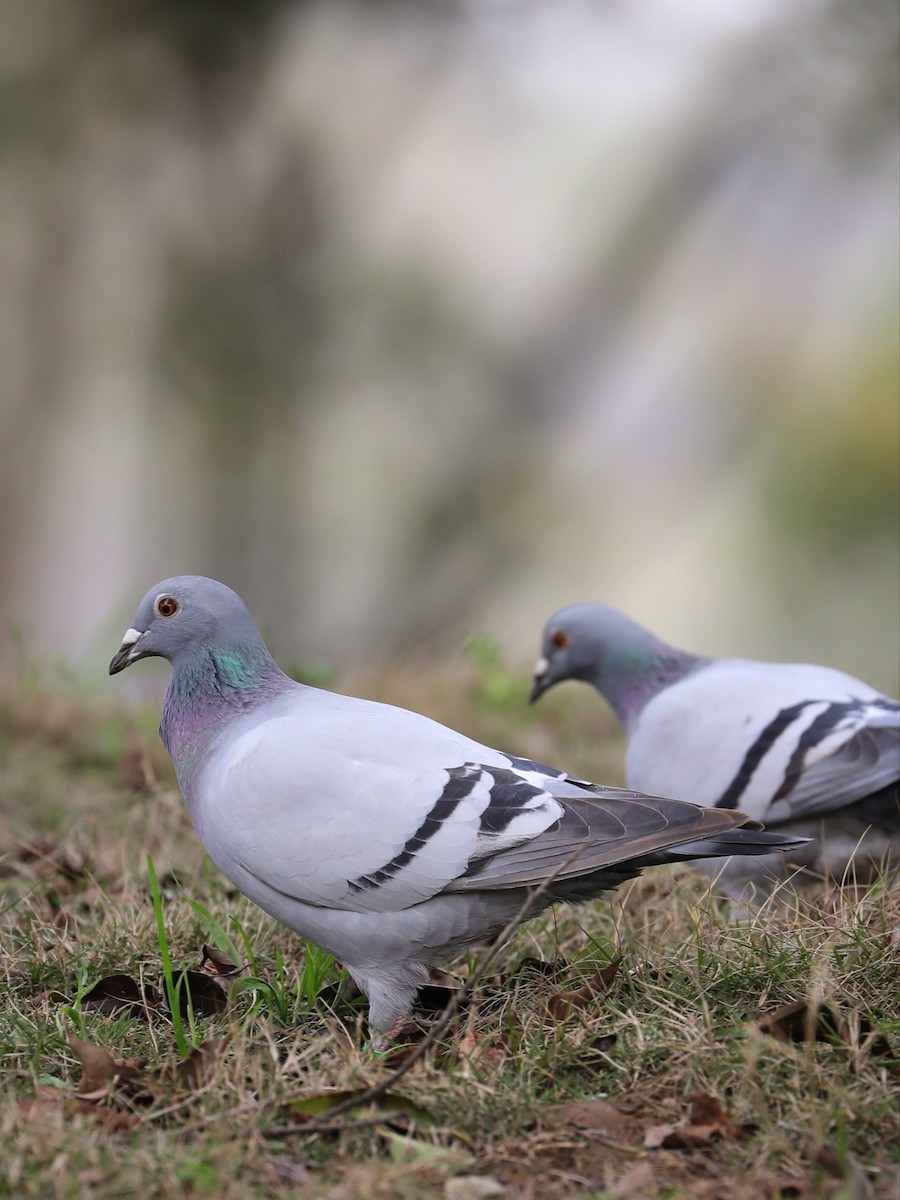 Rock Pigeon (Feral Pigeon) - ML318878671