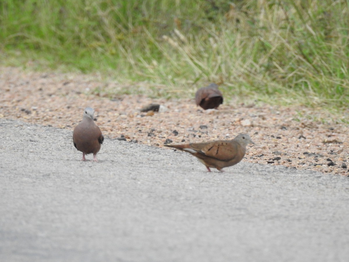 Ruddy Ground Dove - ML318879341