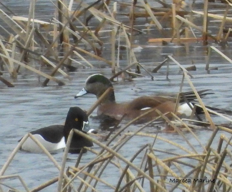 Ring-necked Duck - ML318879551