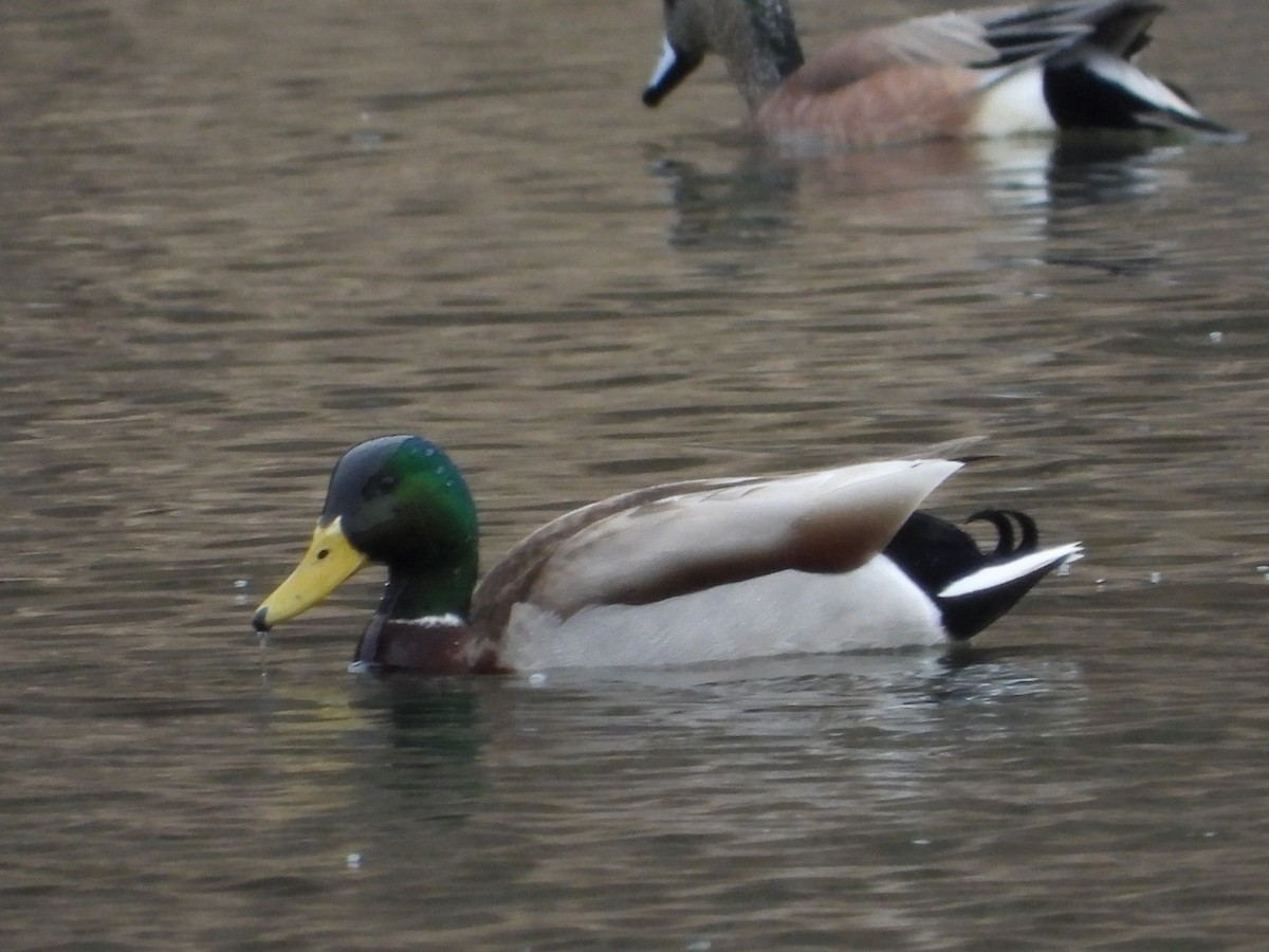 Mallard - Marcea Marine