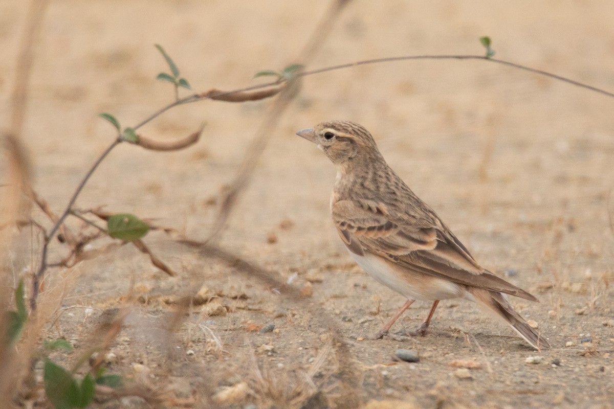 Mongolian Short-toed Lark - ML318880131