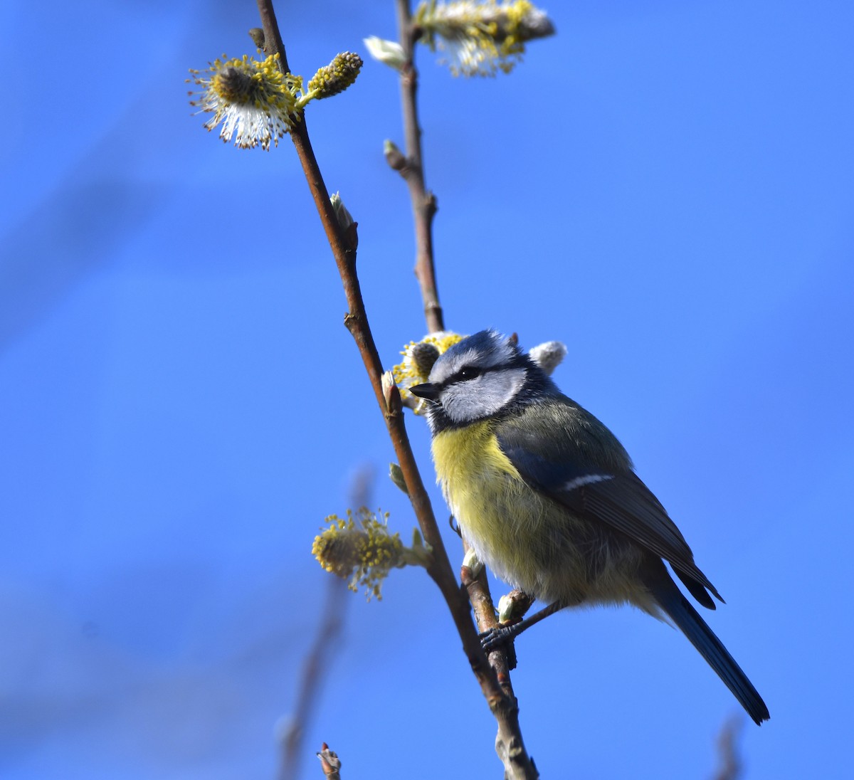 Eurasian Blue Tit - ML318881651