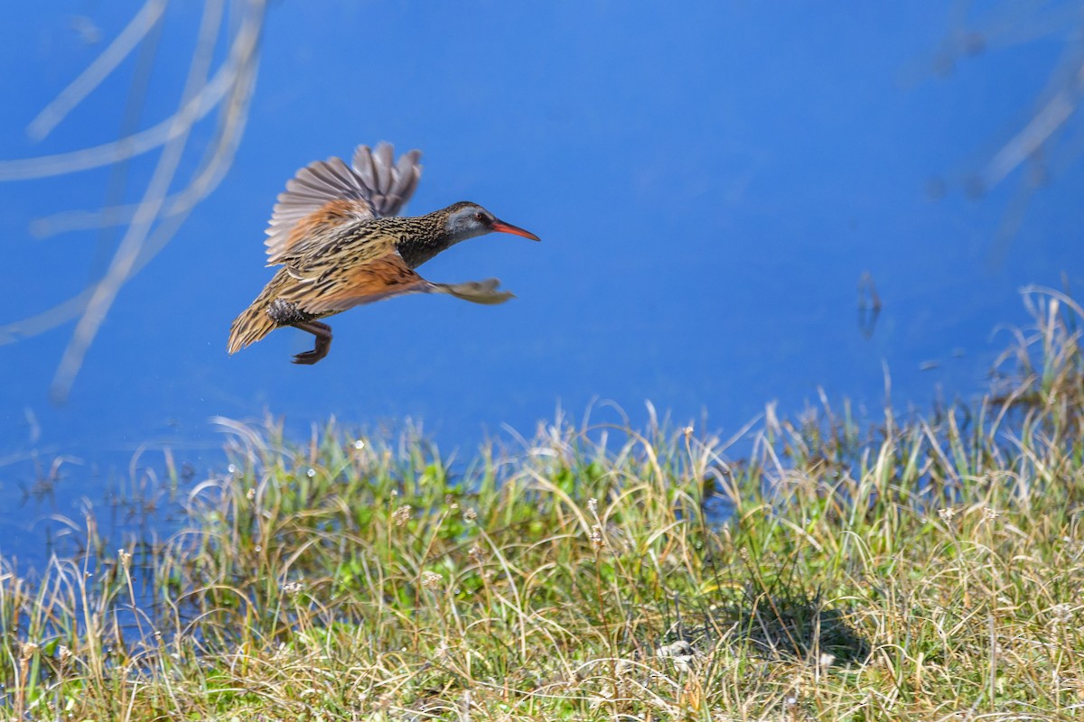 Austral Rail - Rodrigo Moraga