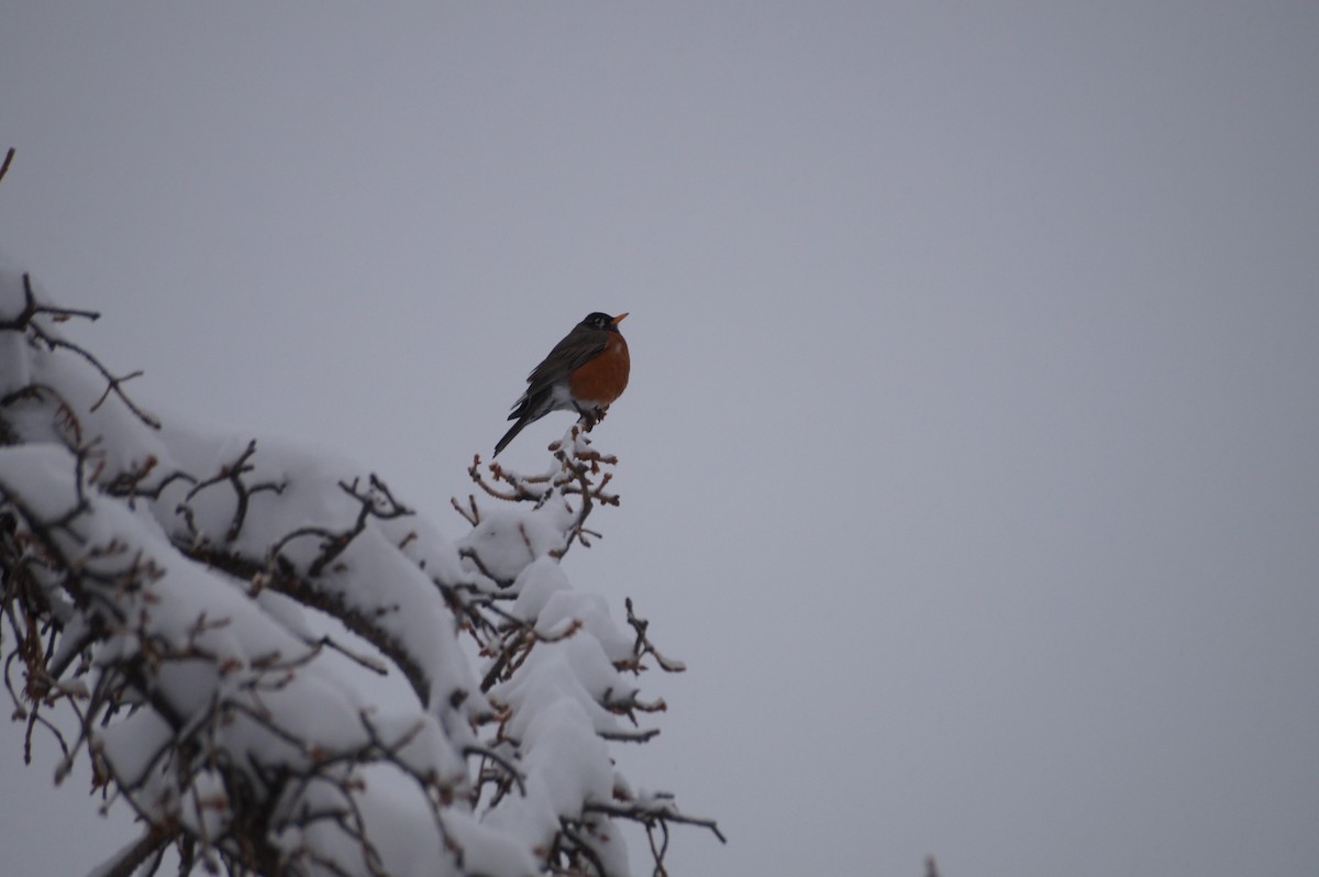 American Robin - ML318883301