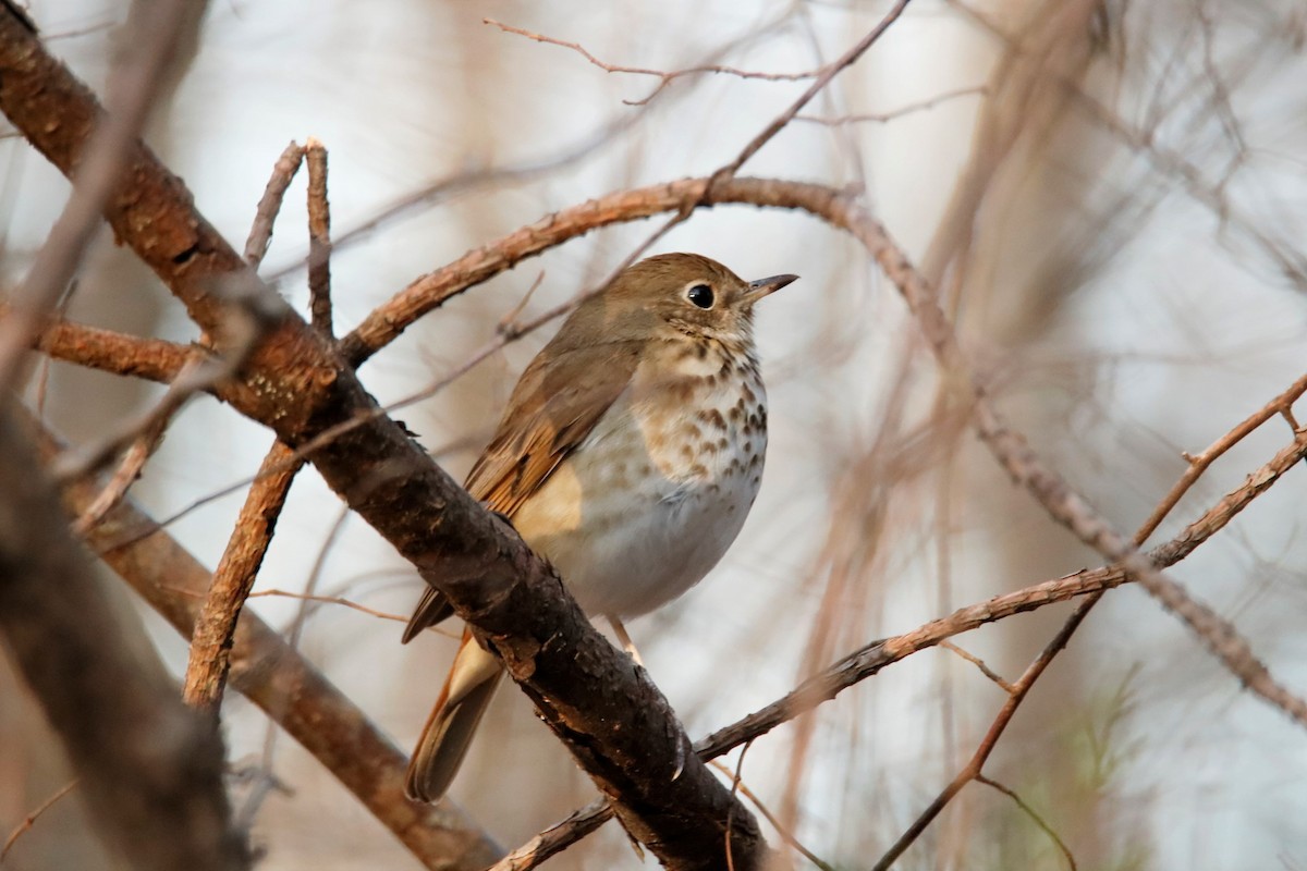 Hermit Thrush - ML318883401