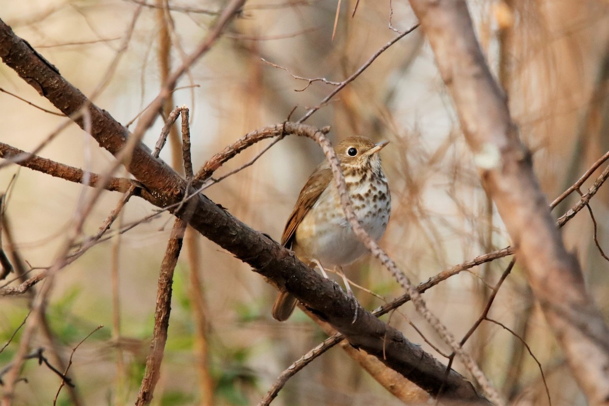 Hermit Thrush - ML318883411