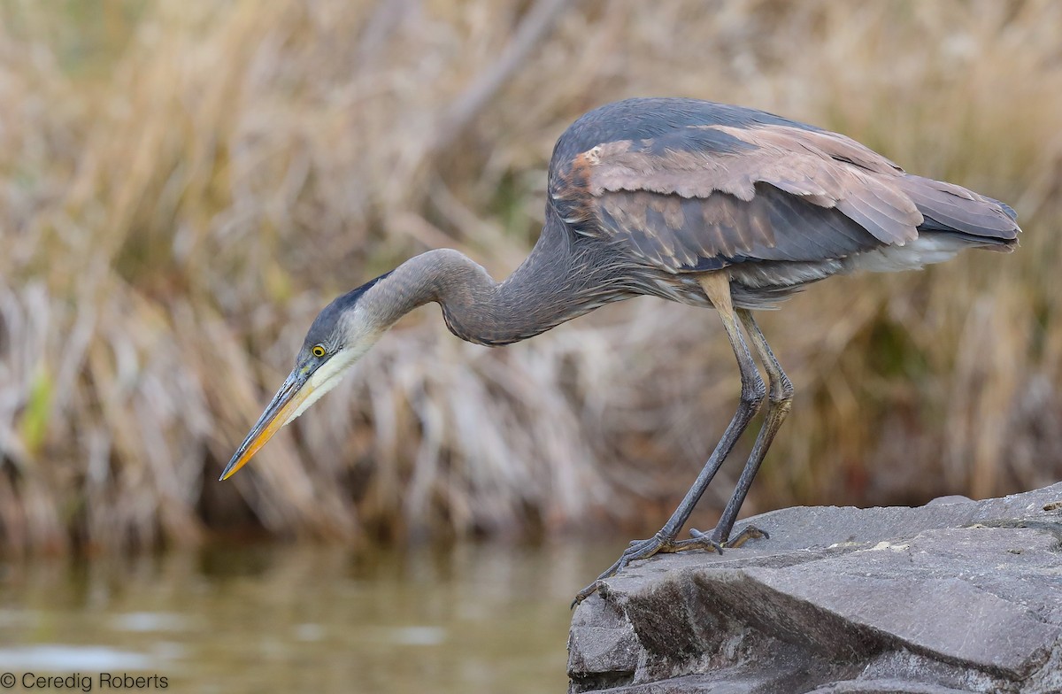 Great Blue Heron - ML318883751