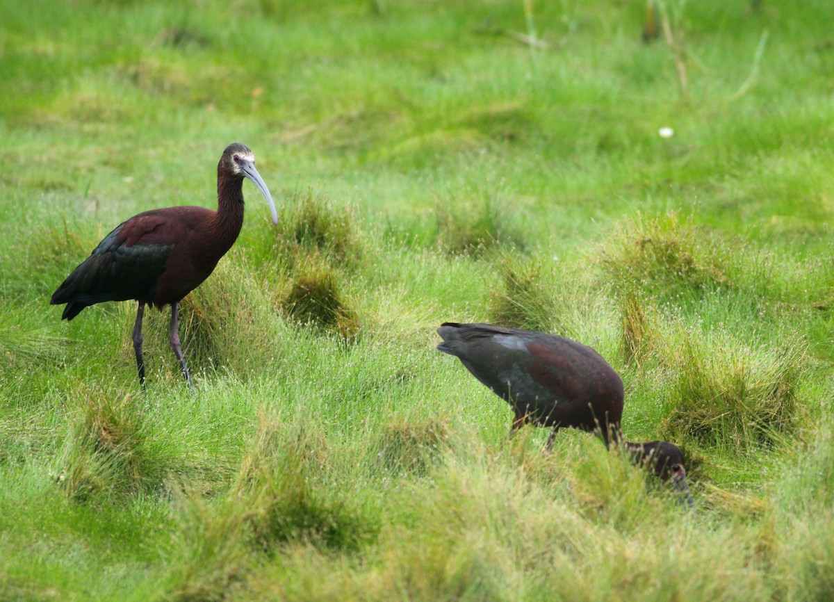 White-faced Ibis - ML31888421