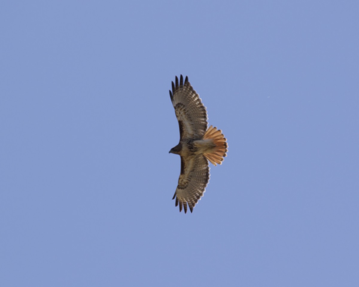 Red-tailed Hawk (borealis) - ML318884431