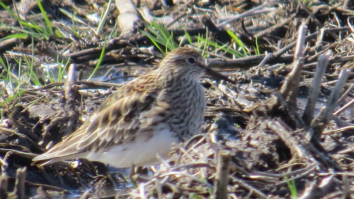 Pectoral Sandpiper - ML31888571