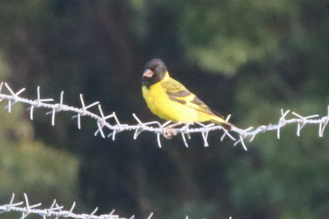 Hooded Siskin - ML318887181