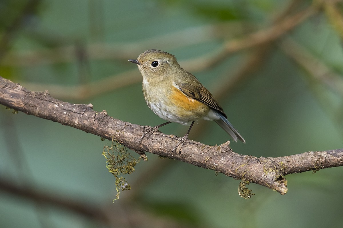 Red-flanked/Himalayan Bluetail - ML318888051
