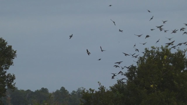 Tree Swallow - ML318888101